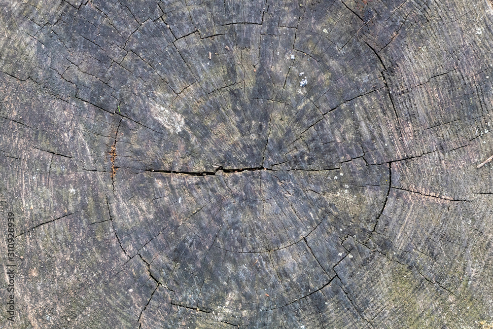 Fototapeta premium Old Weathered Grayish Cut Wood Texture