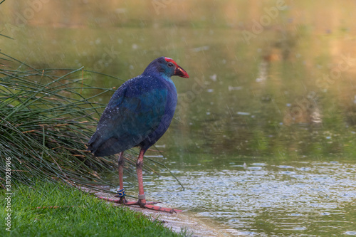 Grey-headed swamphen  Porphyrio poliocephalus  walking and searching for food in marsh of the Middle East