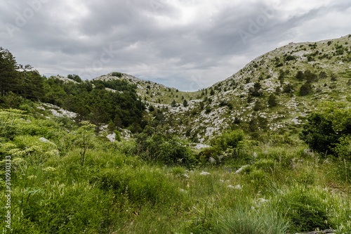 Pure nature on the mountain