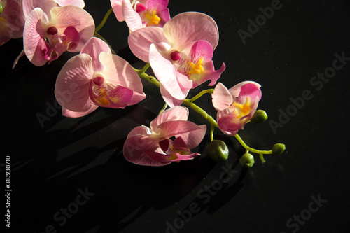 A slective focus of a branch of purple orchid flowers studio shot isolated