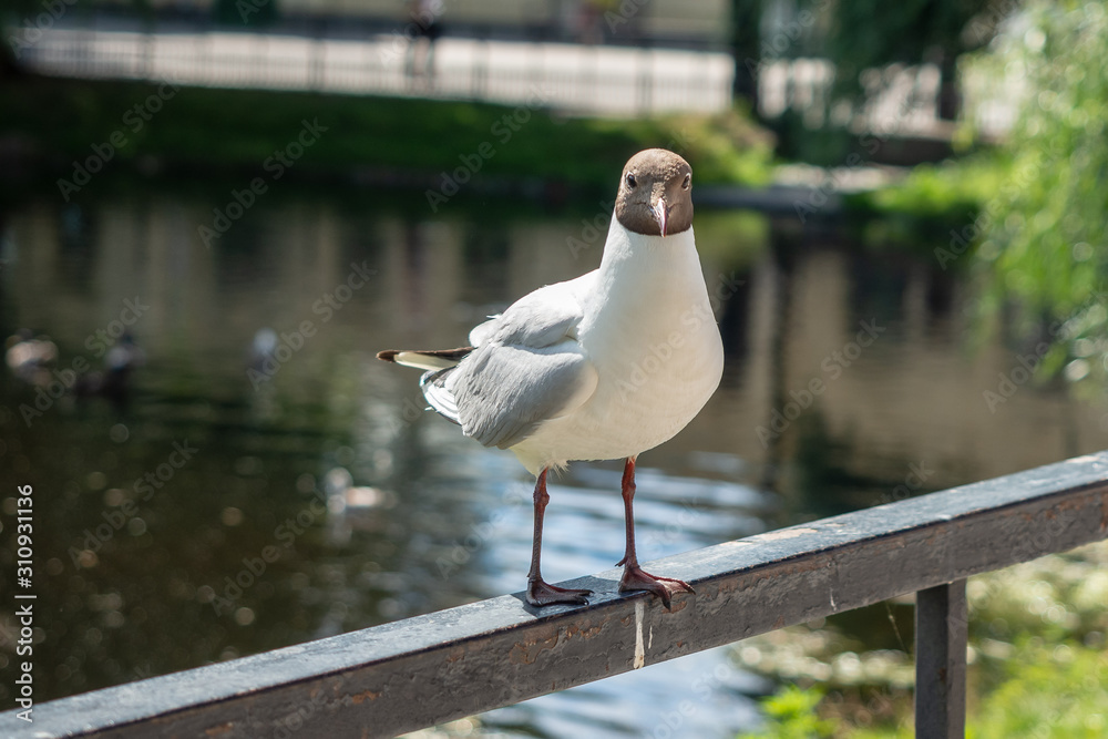 Seagull on the Fyris river in Uppsala, Sweden