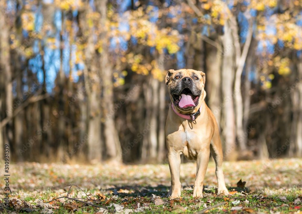A brown Mastiff dog standing outdoors in front of a wooded background with autumn leaves