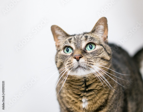 A brown tabby domestic shorthair cat with green eyes, gazing upward