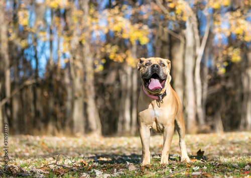 A brown Mastiff dog standing outdoors in front of a wooded background with autumn leaves
