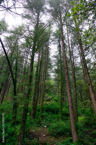 Tall coniferous trees with green leaves growing tall and strong