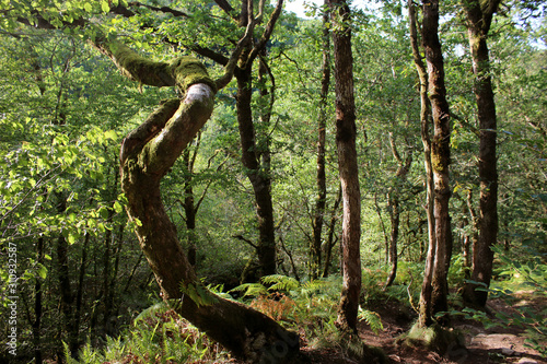 Forêt du Morvan photo