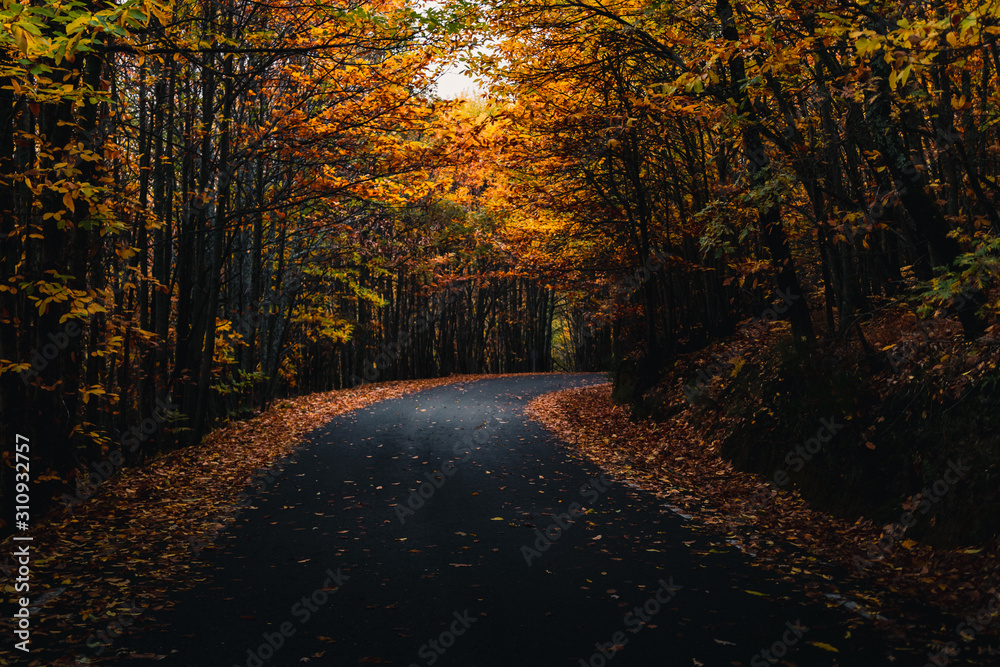 Obraz premium Red, orange, yellow and green leaves on the sides of the road and on trees