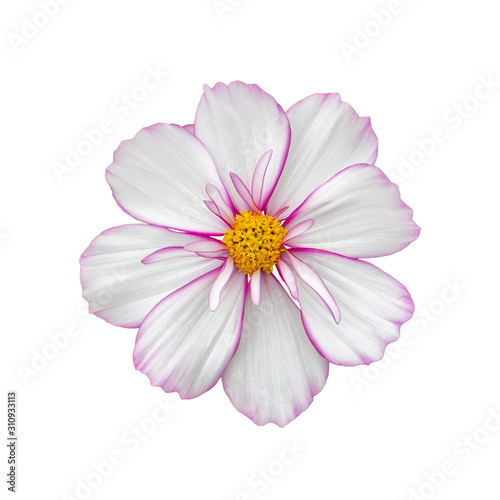 Cosmos flower delicate pink white, closeup isolated on white. cosmos flower with terry petals, top view isolate © OlgaKorica