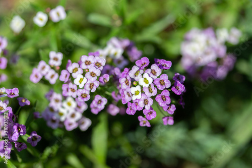 Lobularia blossom with purple white small flowers, close-up. Garden ornamental flowering plant.