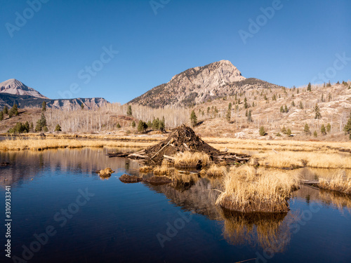 Beaver dam on a lake in the mountains
