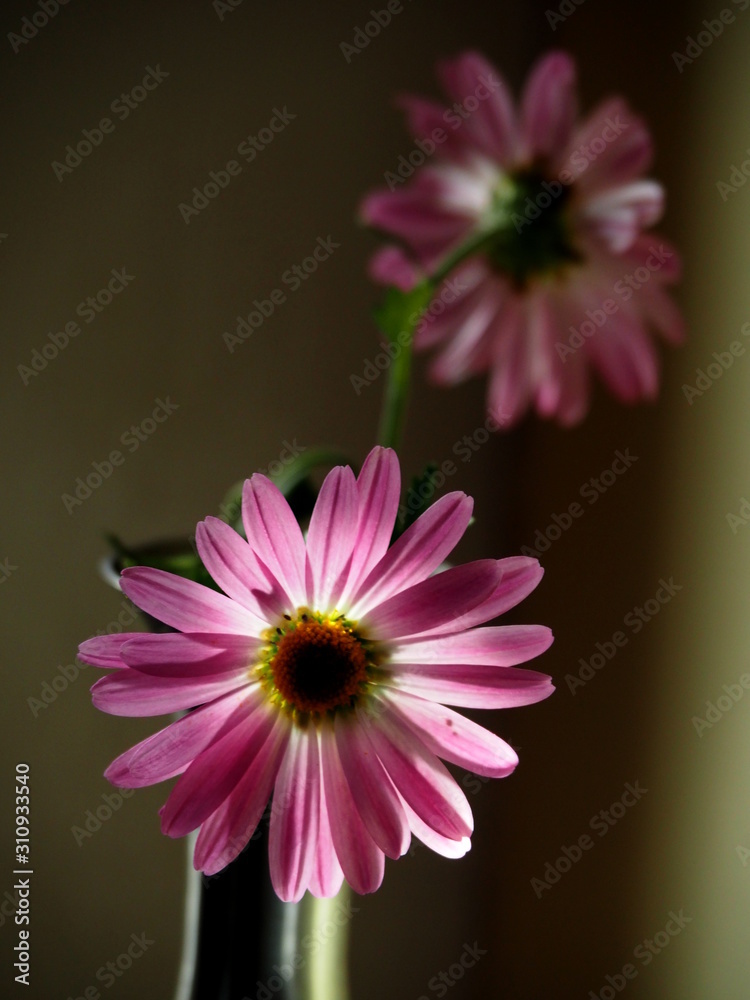 Pink Daisies and flowers 