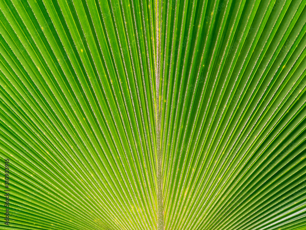 Obraz premium Green Palm tree leaf in close up wallpaper view