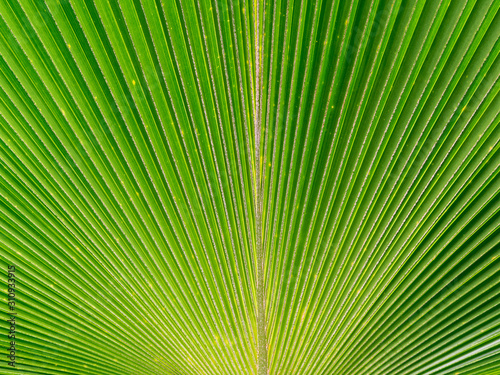Green Palm tree leaf in close up wallpaper view