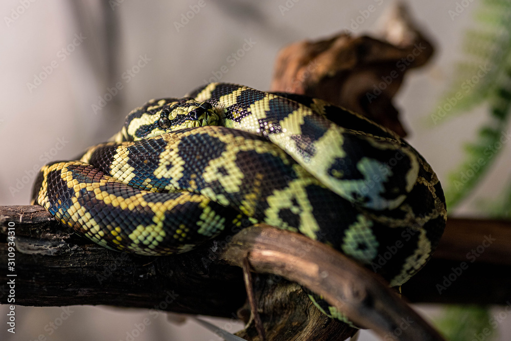 Fototapeta premium Morelia Spilota python resting after a meal. Snake basking in the sun curled in a ball on a branch.
