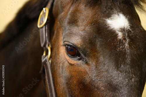 Eye of bay gelding thoroughbred horse sedated for treatment of wound with Derazil