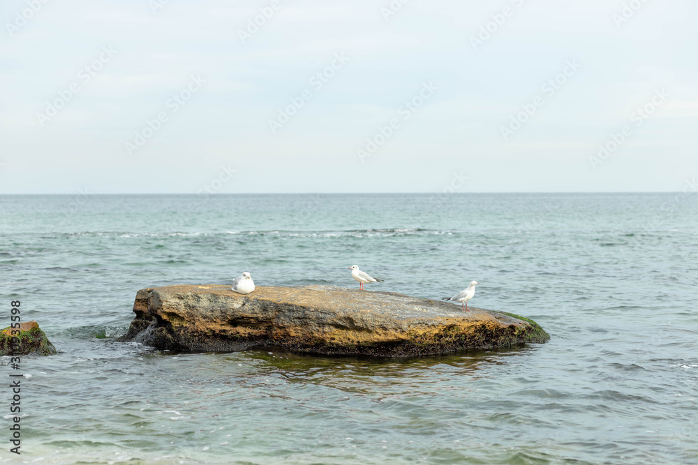 A seagull walks on the sand or sits on a stone in the ocean.