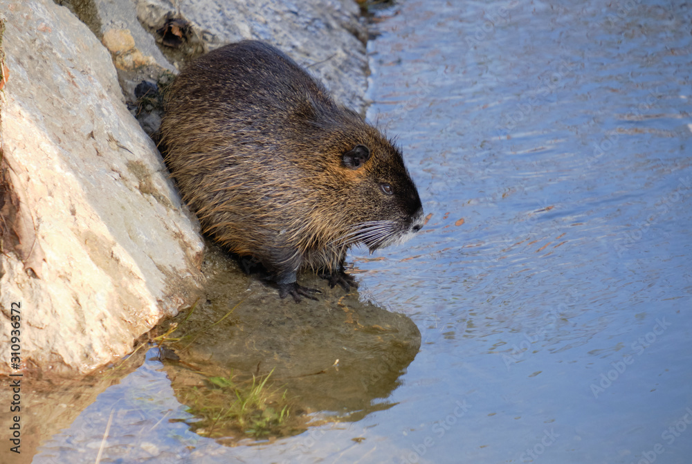 Nutria also known as coypu (latin Myocastor Coypus) on the edge of river, with feet in water. Pictured sideways, with water reflexion Nutria also known as coypu (latin Myocastor Coypus) on the edge of river, with feet in water. Pictured sideways, with water reflexion
