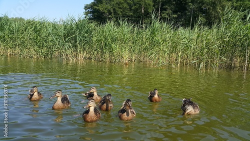 Fototapeta Naklejka Na Ścianę i Meble -  Mazury