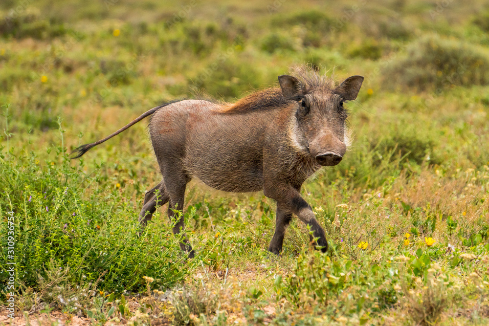 Warthog running arround and waving with its tail in Addo Elephant National Park South Africa Warthog running arround and waving with its tail in Addo Elephant National Park South Africa