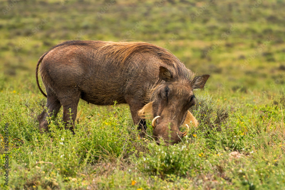 Portrait of warthog captured in Addo Elephant National Park South Africa Portrait of warthog captured in Addo Elephant National Park South Africa