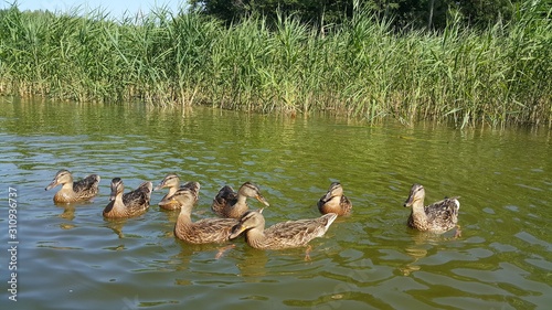 Fototapeta Naklejka Na Ścianę i Meble -  Mazury