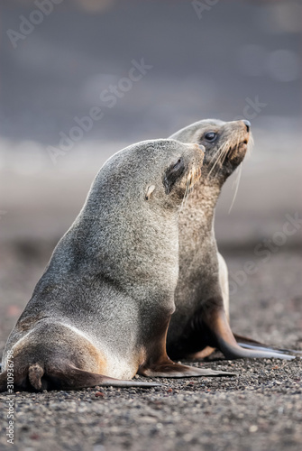 Antarctic fur seal,Arctophoca gazella,on Deception Island beach, Antartic peninsula.