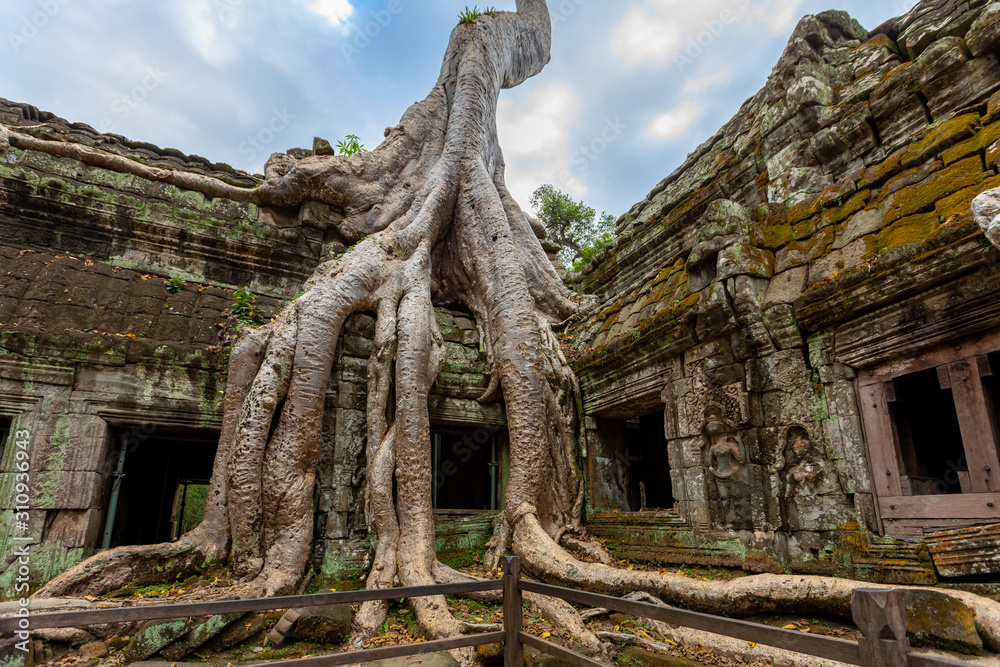 Ta Phrom - Tree