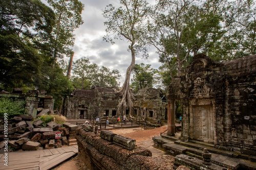 Ta Phrom - Tree