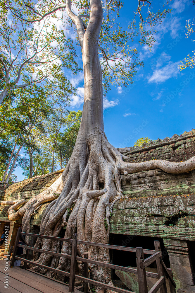 Cambodia Tree Roots