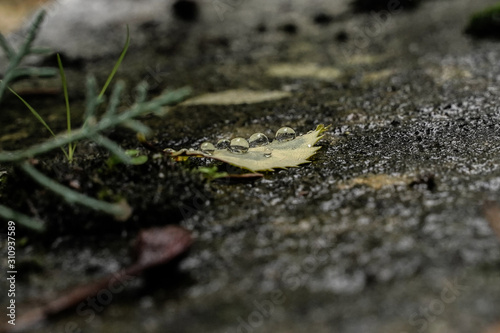 feuille au sol et goutte d'eau © Unregardphotographie