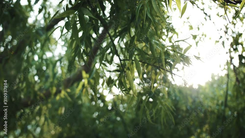 Sun Shining Through Tree Leaves Fluttering In Summer Breeze 2