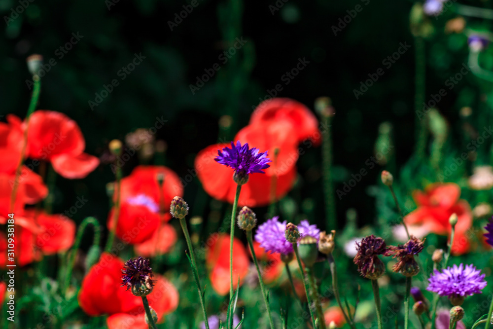 summer meadow with red poppies summer meadow with red poppies