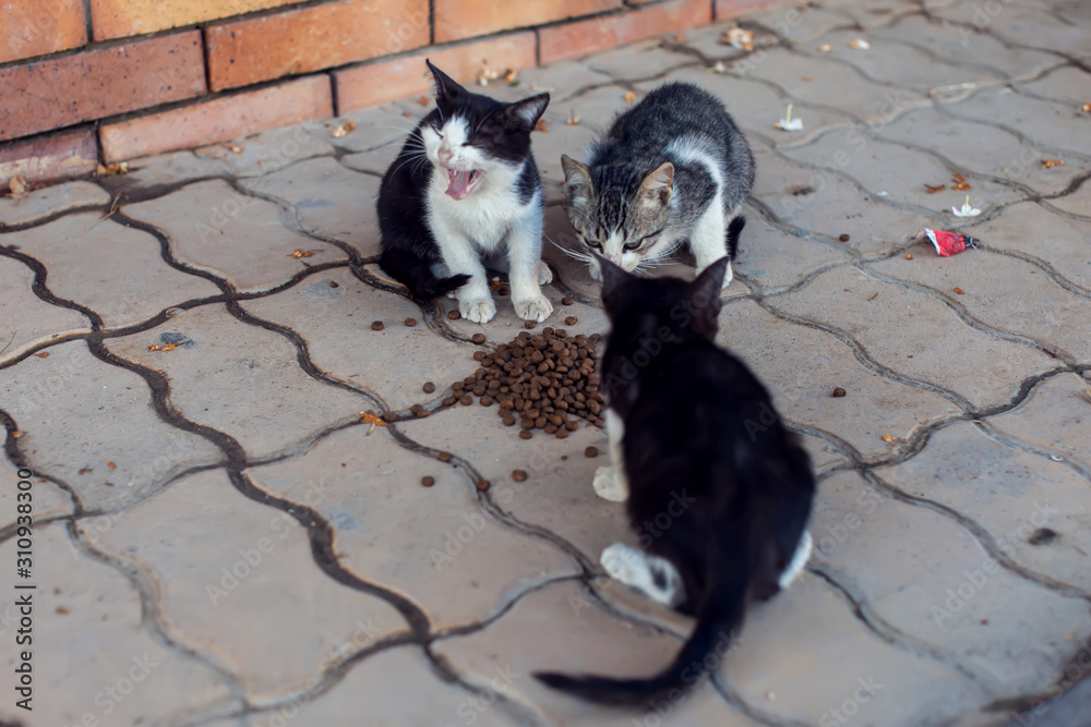 Homeless kittens eating food on the street. Animal protection concept Homeless kittens eating food on the street. Animal protection concept