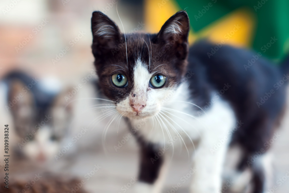 Homeless kittens eating food on the street. Animal protection concept Homeless kittens eating food on the street. Animal protection concept