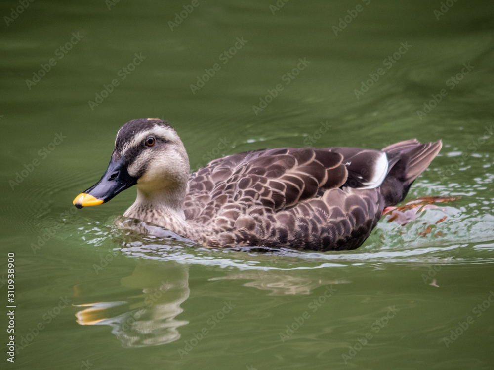 Obraz premium Close-up view of a duck swimming on the river