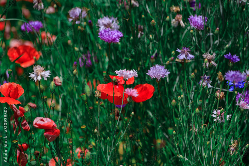 Naklejka premium summer meadow with red poppies