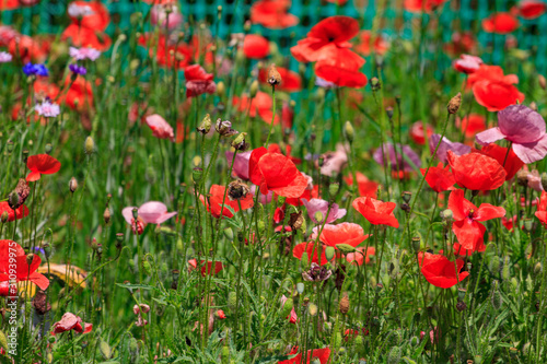summer meadow with red poppies © mironovm