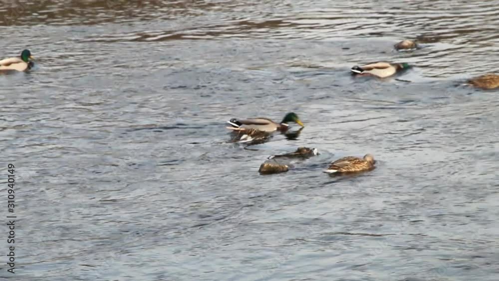 Wild Ducks Looking For Food in The River Wild Ducks Looking For Food in The River