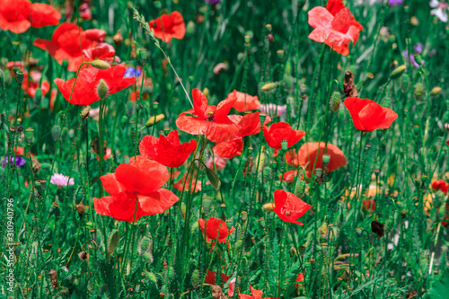 summer meadow with red poppies