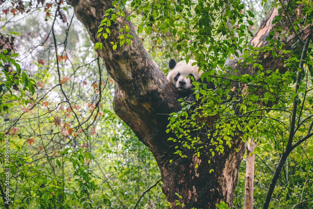 Obraz premium Ukrywanie pandy