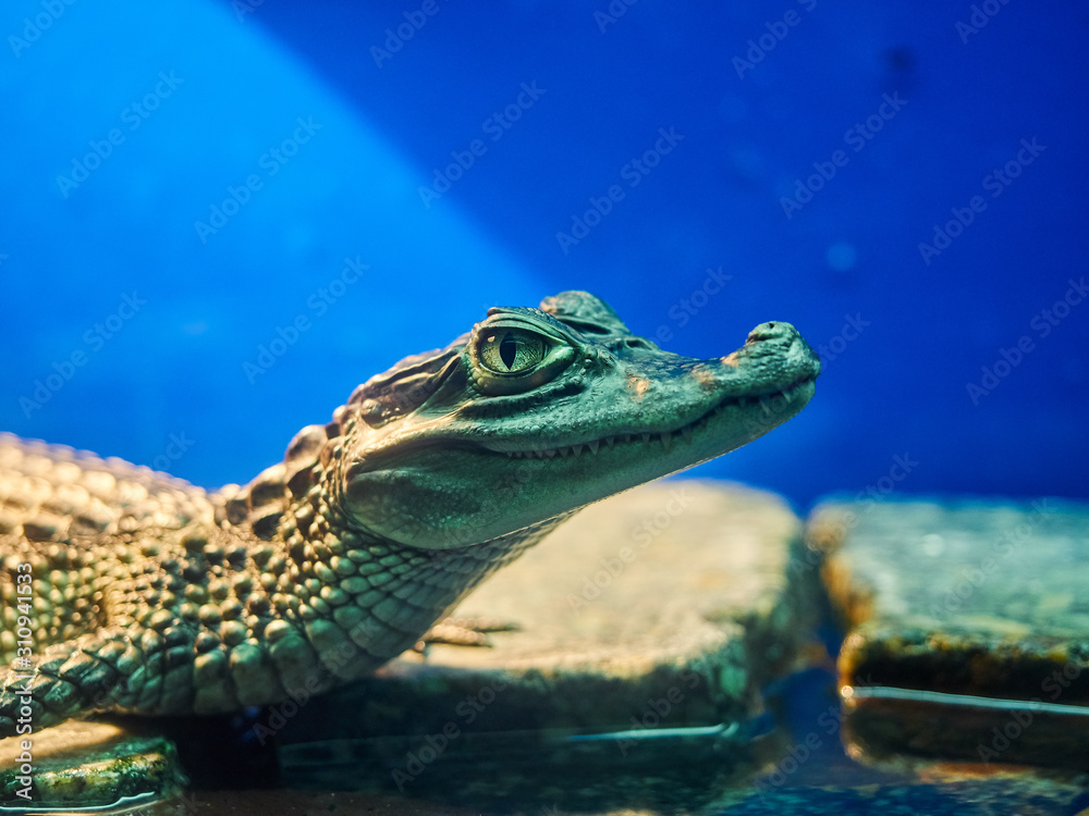 crocodile reptile portrait close-up macro zoo blue background