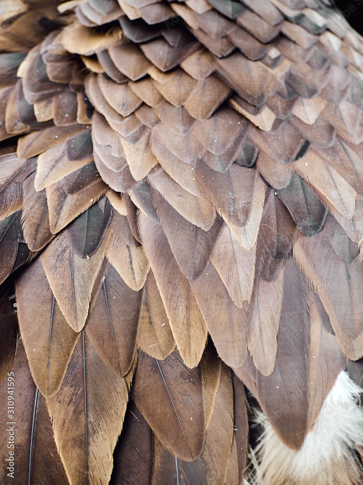 Naklejka premium Eagle hawk vulture feathers background texture brown