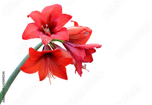 Red amaryllis flowers isolated on white background.