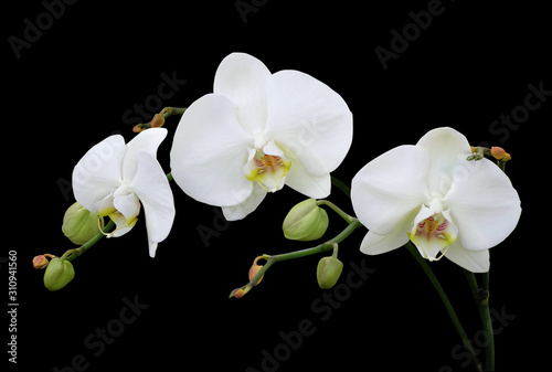 Fototapeta White phalaenopsis orchid with buds isolated on black background