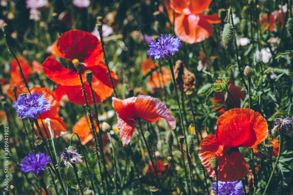 summer meadow with red poppies summer meadow with red poppies