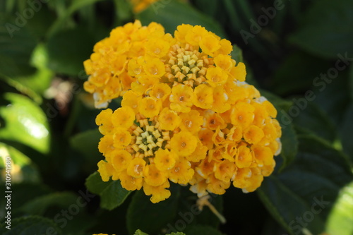 Yellow hybrid 