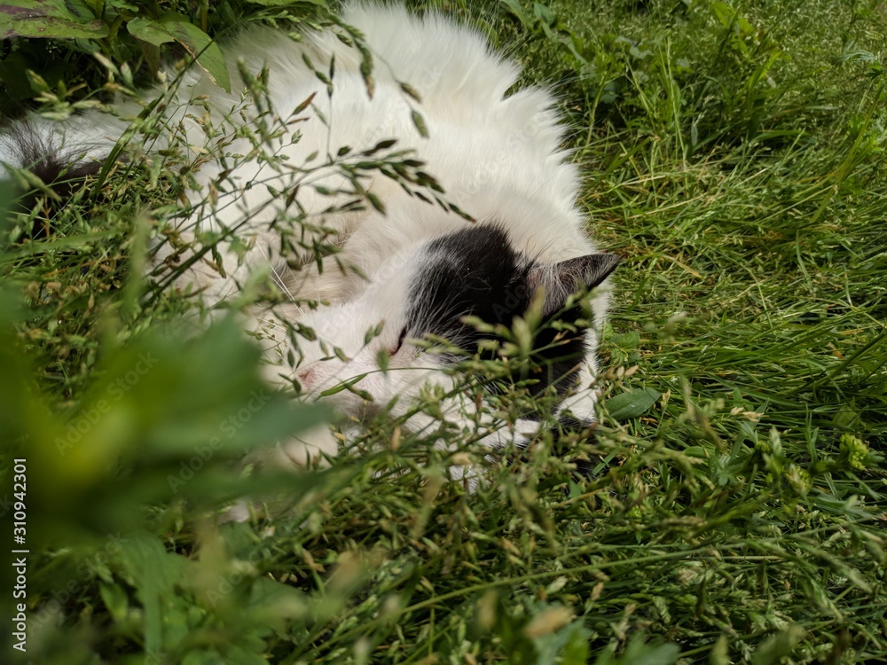 Naklejka premium gata