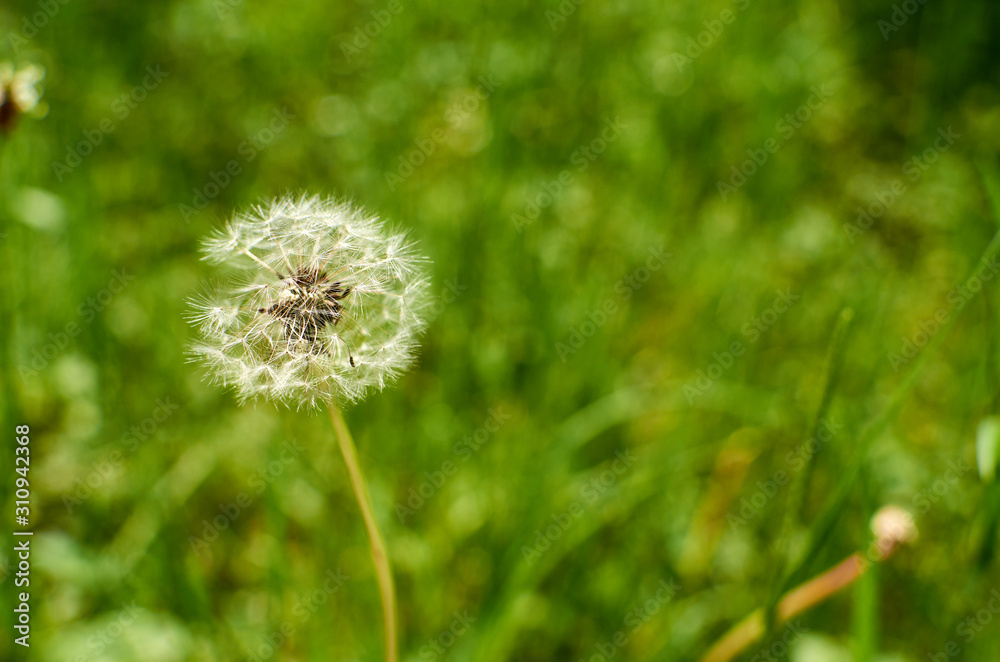 Fototapeta premium Blow flower against blurred vivid green grass background