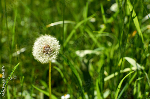 Dandelion against vivid green grass background in spring