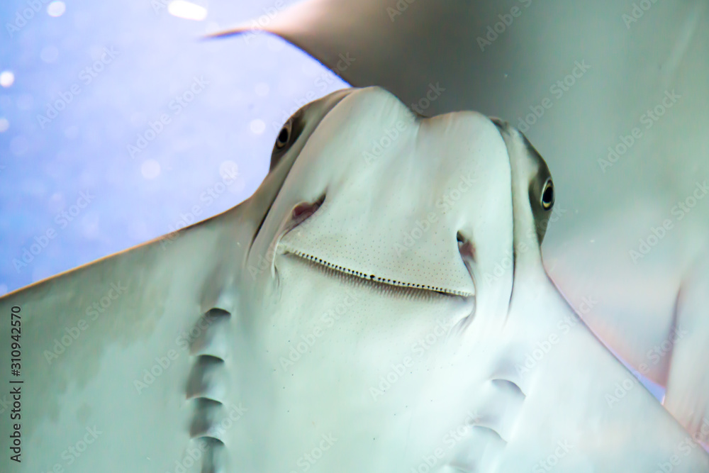 Stingray East American bull, American cownose ray, floating on a blue background. Marine life, fish, oceans.